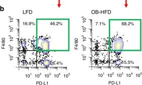 Fig.4.B showing Flow cytometry/Cell sorting in a Mus musculus (House mouse) sample from the publication: Expansion of bone marrow adipocytes in obese mice leads to PD-L1-driven bone marrow immunosuppression and osteoclastogenesis.