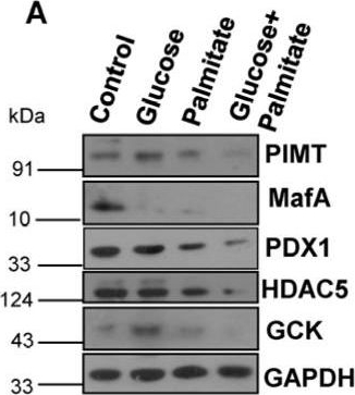Fig.1.A showing Western Blotting from the publication: PIMT Controls Insulin Synthesis and Secretion through PDX1.