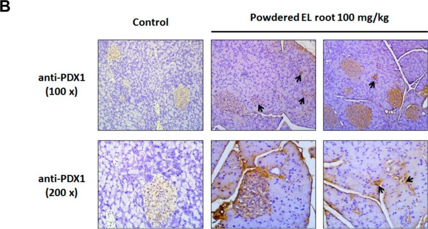 Fig.6.B showing Immunohistochemistry from the publication: The Powdered Root of Eurycoma longifolia Jack Improves Beta-Cell Number and Pancreatic Islet Performance through PDX1 Induction and Shows Antihyperglycemic Activity in db/db Mice.