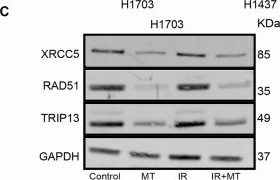 Fig.6.C showing Western Blotting in a Homo sapiens (Human) sample from the publication: Melatonin suppresses cancer cell proliferation, DNA repair and expression of the oncogene TRIP13.