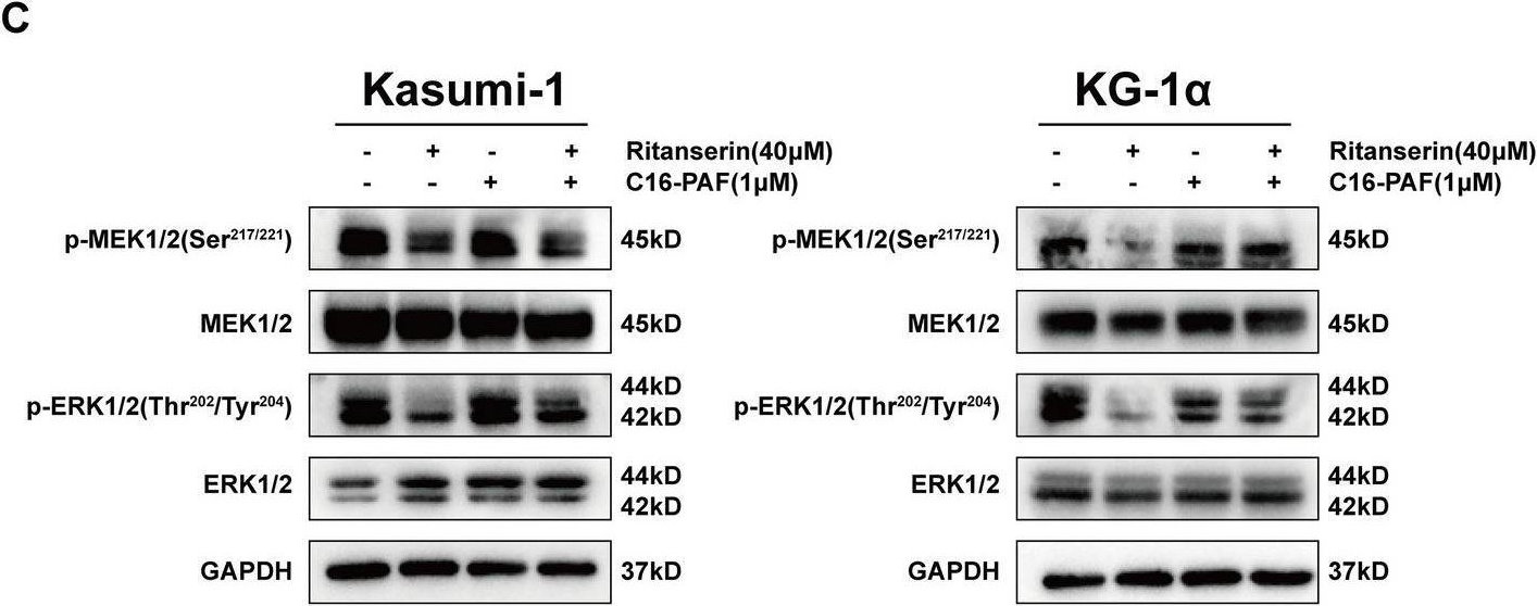 Fig.5.C showing Western Blotting from the publication: Ritanserin suppresses acute myeloid leukemia by inhibiting DGKα to downregulate phospholipase D and the Jak-Stat/MAPK pathway.