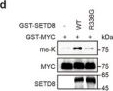 Fig.3.D showing Western Blotting from the publication: SUMOylation of SETD8 Promotes Tumor Growth by Methylating and Stabilizing MYC in Bladder Cancer.