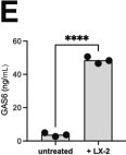 Fig.7.E showing Enzyme-linked immunosorbent assay from the publication: AXL Expression on Homeostatic Resident Liver Macrophages Is Reduced in Cirrhosis Following GAS6 Production by Hepatic Stellate Cells.