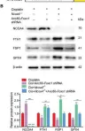 Fig.8.B showing Western Blotting from the publication: FOXO1-NCOA4 Axis Contributes to Cisplatin-Induced Cochlea Spiral Ganglion Neuron Ferroptosis via Ferritinophagy.