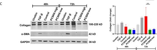 Fig.3.C showing Western Blotting from the publication: Epithelial PCSK6 Promotes Proliferation and Decreases Collagen Deposition by Fibroblasts Potentially via MMP Activation.
