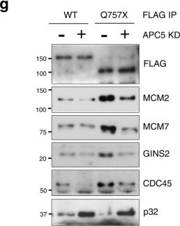 Fig.3.G showing Western Blotting from the publication: DNA replication initiation factor RECQ4 possesses a role in antagonizing DNA replication initiation.