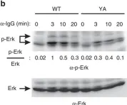 Fig.8.B showing Western Blotting from the publication: The immunoglobulin tail tyrosine motif upgrades memory-type BCRs by incorporating a Grb2-Btk signalling module.