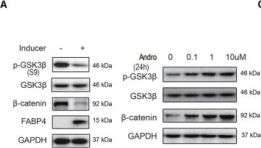 Phospho-GSK-3 beta (Ser9) (5B3) Rabbit Monoclonal Antibody | Cell