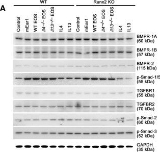 Fig.5.A showing Western Blotting in a Mus musculus (House mouse) sample from the publication: Cationic proteins from eosinophils bind bone morphogenetic protein receptors promoting vascular calcification and atherogenesis.