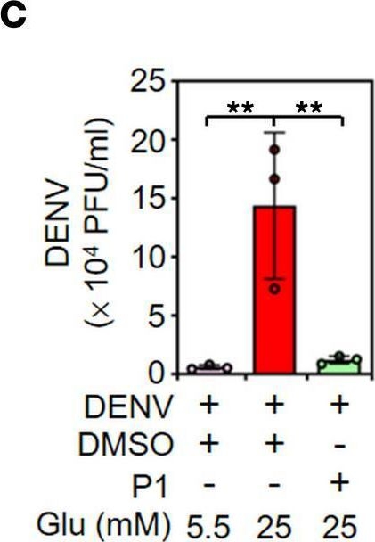 Fig.5.C from the publication: Hyperglycemia exacerbates dengue virus infection by facilitating poly(A)-binding protein-mediated viral translation.