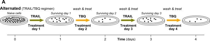 Fig.5.A from the publication: Transition between cell states of sensitivity reveals molecular vulnerability of drug-tolerant cells.