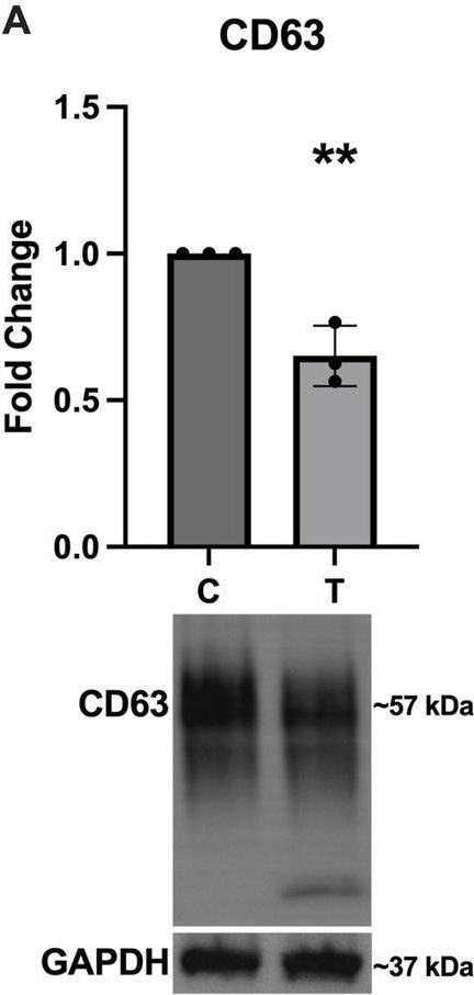 Fig.4.A showing Western Blotting from the publication: Endoplasmic reticulum stress alters myelin associated protein expression and extracellular vesicle composition in human oligodendrocytes.