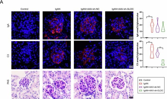 Fig.6.A showing Immunocytochemistry-immunofluorescence in a Mus musculus (House mouse) sample from the publication: Glycine decarboxylase advances IgA nephropathy by boosting mesangial cell proliferation through the pyrimidine pathway.