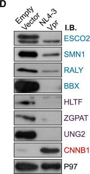 Fig.2.D showing Western Blotting in a Homo sapiens (Human) sample from the publication: Promiscuous Targeting of Cellular Proteins by Vpr Drives Systems-Level Proteomic Remodeling in HIV-1 Infection.