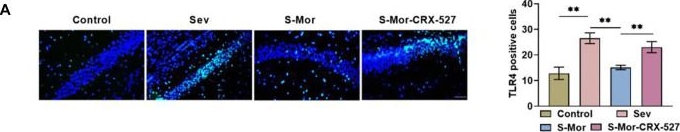 Fig.6.A showing Immunohistochemistry-immunofluorescence in a Mus musculus (House mouse) sample from the publication: Morroniside ameliorates sevoflurane anesthesia-induced cognitive dysfunction in aged mice through modulating the TLR4/NF-κB pathway.