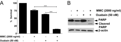Fig.5.A showing Western Blotting in a Homo sapiens (Human) sample from the publication: Ouabain, a cardiac glycoside, inhibits the Fanconi anemia/BRCA pathway activated by DNA interstrand cross-linking agents.