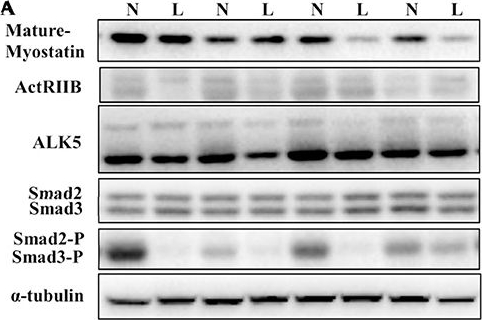 Fig.10.A showing Western Blotting in a Sus scrofa domesticus (Domestic pig) sample from the publication: Downregulated Translation Initiation Signaling Predisposes Low-Birth-Weight Neonatal Pigs to Slower Rates of Muscle Protein Synthesis.