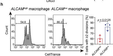 Fig.6.H showing Flow cytometry/Cell sorting from the publication: Identification of Hypoxia-ALCAMhigh Macrophage- Exhausted T Cell Axis in Tumor Microenvironment Remodeling for Immunotherapy Resistance.