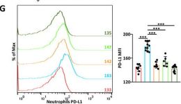 PD-L1 (E1L3N) Rabbit Monoclonal Antibody | Cell Signaling Technology