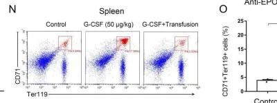 Fig.6.N showing Flow cytometry/Cell sorting from the publication: G-CSF shifts erythropoiesis from bone marrow into spleen in the setting of systemic inflammation.