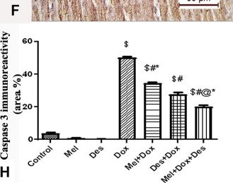 Fig.4.F showing Immunohistochemistry from the publication: Synergistic cardioprotective effects of melatonin and deferoxamine through the improvement of ferritinophagy in doxorubicin-induced acute cardiotoxicity.