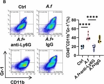 Fig.10.B showing Flow cytometry/Cell sorting from the publication: Aspergillus fumigatus promotes tumor angiogenesis via SLC7A11 on myeloid-derived suppressor cells.