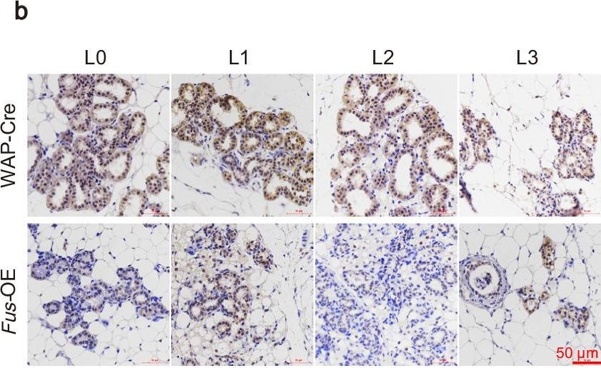 Fig.5.B showing Immunohistochemistry in a Mus musculus (House mouse) sample from the publication: Fused in sarcoma (FUS) inhibits milk production efficiency in mammals.