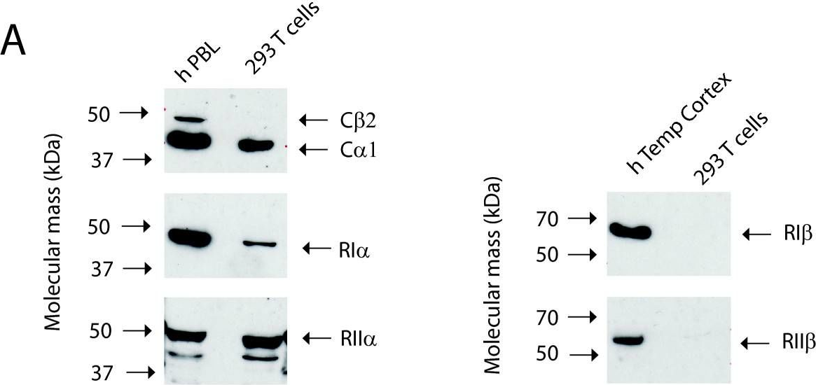 Fig.1.A showing Western Blotting in a Homo sapiens (Human) sample from the publication: Protein kinase A type I activates a CRE-element more efficiently than protein kinase A type II regardless of C subunit isoform.