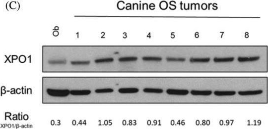 Fig.1.C showing Western Blotting in a Canis lupus familiaris (Domestic dog) sample from the publication: The selective inhibitor of nuclear export (SINE) verdinexor exhibits biologic activity against canine osteosarcoma cell lines.