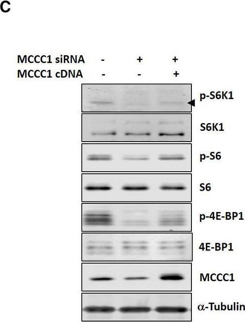 Fig.1.C showing Western Blotting in a Mus musculus (House mouse) sample from the publication: Leucine Signals to mTORC1 via Its Metabolite Acetyl-Coenzyme A.