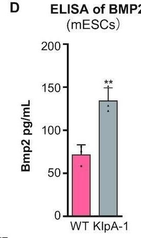Fig.3.D showing Enzyme-linked immunosorbent assay from the publication: LncRNA-Smad7 mediates cross-talk between Nodal/TGF-β and BMP signaling to regulate cell fate determination of pluripotent and multipotent cells.