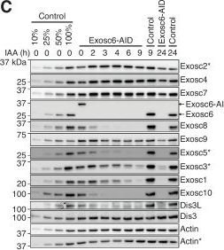 Fig.2.C showing Western Blotting from the publication: Cellular assembly and functional resilience of the mammalian RNA exosome.