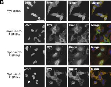Fig.1.B showing Immunocytochemistry-immunofluorescence in a Homo sapiens (Human) sample from the publication: A proximity-labeling map of PI5P4K phosphoinositide kinases interaction networks.
