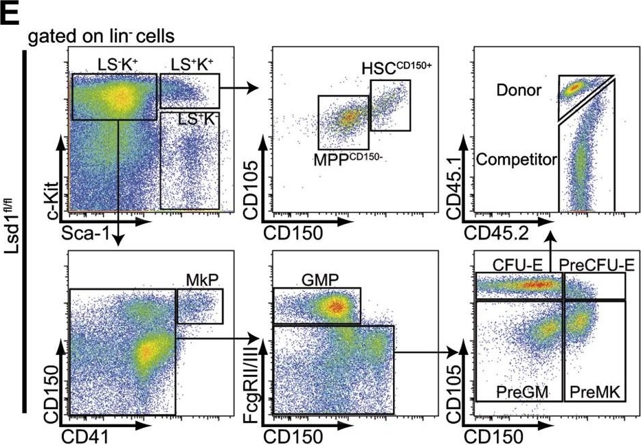 Fig.3.E showing Flow cytometry/Cell sorting in a Mus musculus (House mouse) sample from the publication: Histone demethylase Lsd1 represses hematopoietic stem and progenitor cell signatures during blood cell maturation.