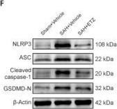 Fig.4.F showing Western Blotting in a Mus musculus (House mouse) sample from the publication: Phosphodiesterase 4 regulates pyroptosis in subarachnoid hemorrhage.