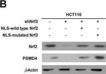 Fig.1.B showing Western Blotting from the publication: PSMD4 is a novel therapeutic target in chemoresistant colorectal cancer activated by cytoplasmic localization of Nrf2.