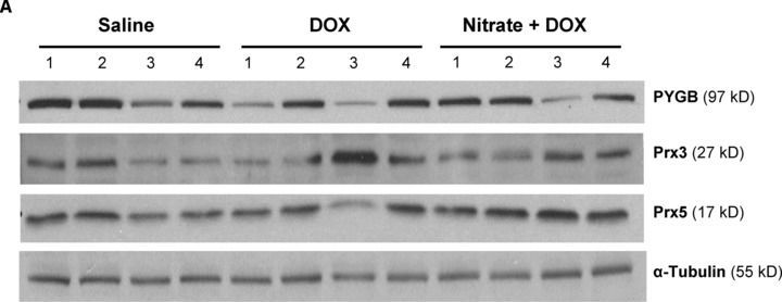 Fig.6.A showing Western Blotting in a Mus musculus (House mouse) sample from the publication: Identification of protein targets underlying dietary nitrate-induced protection against doxorubicin cardiotoxicity.