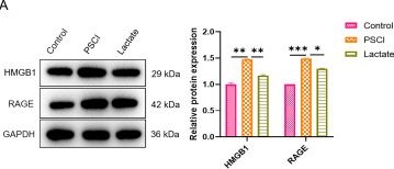 Fig.4.A showing Western Blotting from the publication: Effects of Lactate on Improving Cognitive Function and Survival Rate in a Mouse Model of Post-Sepsis Cognitive Impairment.