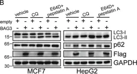 Fig.1.B showing Western Blotting in a Homo sapiens (Human) sample from the publication: BAG3 promotes autophagy and glutaminolysis via stabilizing glutaminase.