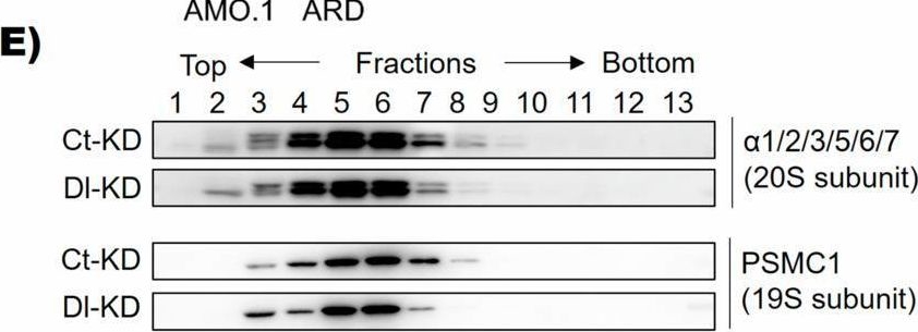 Fig.4.E showing Western Blotting in a Homo sapiens (Human) sample from the publication: Dihydrolipoamide dehydrogenase (DLD) is a novel molecular target of bortezomib.