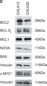 Fig.2.C showing Western Blotting from the publication: Increased MCL1 dependency leads to new applications of BH3-mimetics in drug-resistant neuroblastoma.