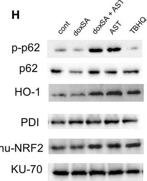 Fig.6.H showing Western Blotting in a Homo sapiens (Human) sample from the publication: Astragaloside IV alleviates 1-deoxysphinganine-induced mitochondrial dysfunction during the progression of chronic kidney disease through p62-Nrf2 antioxidant pathway.