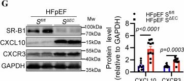 Fig.5.G showing Western Blotting in a Mus musculus (House mouse) sample from the publication: Microvascular endothelial scavenger receptor class B type I protects against heart failure with preserved ejection fraction by inhibiting T-cell cardiotropism.