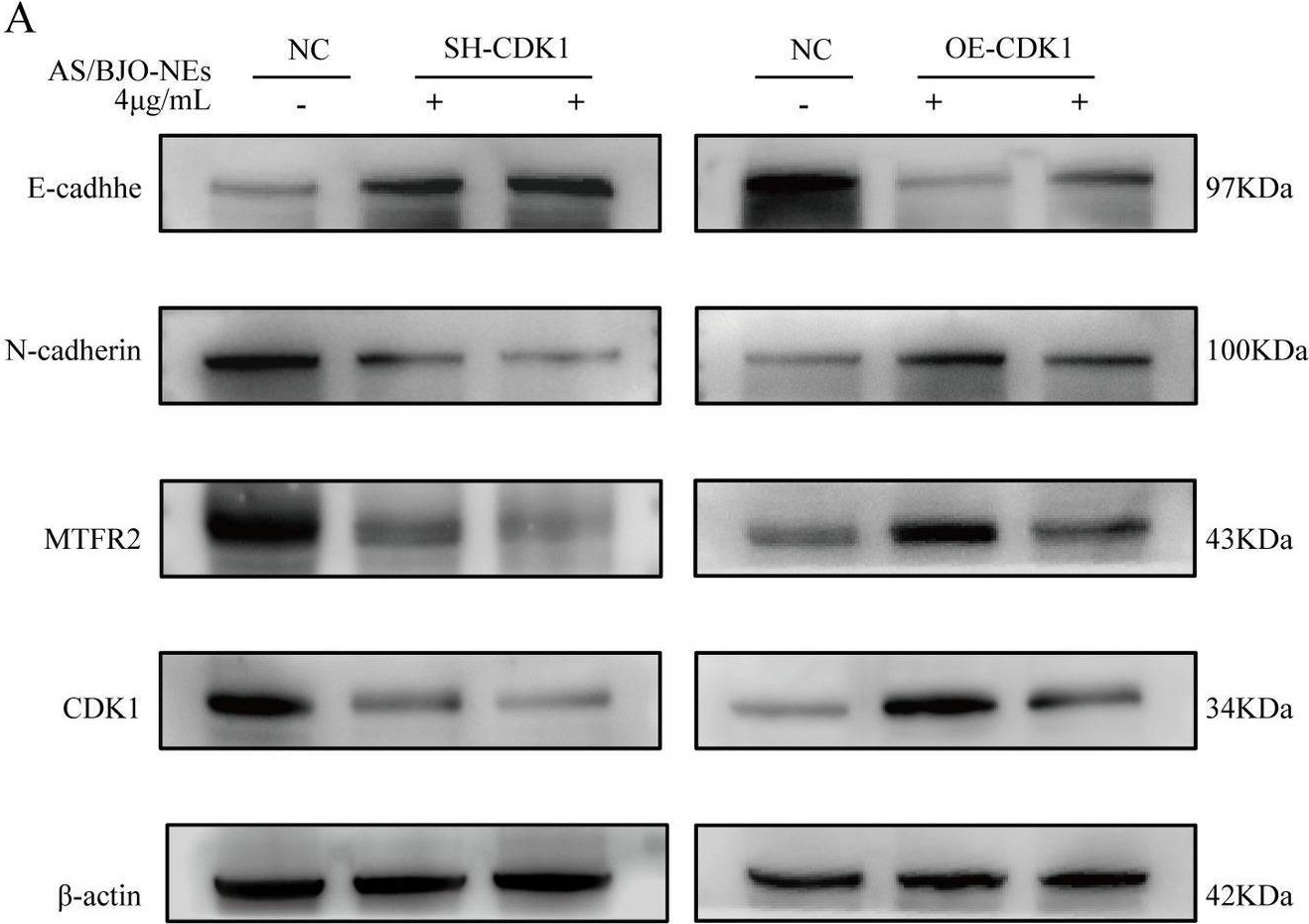 Fig.8.A showing Western Blotting from the publication: Mechanism of Astragaloside-Brucea javanica oil nanoemulsion against oral squamous cell carcinoma through CDK1/MTFR2: Network pharmacology, bioinformatics, and experimental studies.