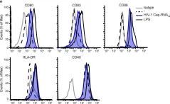 Fig.2.A showing Flow cytometry/Cell sorting from the publication: Synthetic Abortive HIV-1 RNAs Induce Potent Antiviral Immunity.