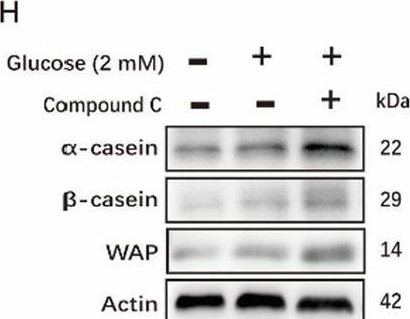 Fig.3.H showing Western Blotting in a Mus musculus (House mouse) sample from the publication: Energy deprivation-induced AMPK activation inhibits milk synthesis by targeting PrlR and PGC-1α.