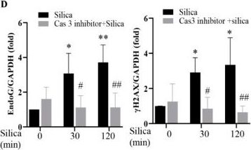Fig.5.D from the publication: ATX-LPA-Dependent Nuclear Translocation of Endonuclease G in Respiratory Epithelial Cells: A New Mode Action for DNA Damage Induced by Crystalline Silica Particles.