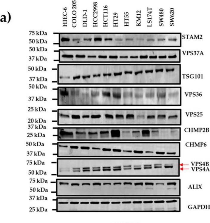 Fig.1.A showing Western Blotting in a Homo sapiens (Human) sample from the publication: A Novel Modulator of Resistance for Oxaliplatin-Based Therapy for Colorectal Cancer: The ESCRT Family Member VPS4A.