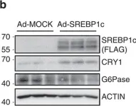 Fig.2.B showing Western Blotting in a Mus musculus (House mouse) sample from the publication: SREBP1c-CRY1 signalling represses hepatic glucose production by promoting FOXO1 degradation during refeeding.