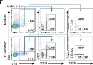 Fig.5.F showing Flow cytometry/Cell sorting in a Mus musculus (House mouse) sample from the publication: Faecalibaculum rodentium Alleviates Ionizing Radiation-Induced Damage in Mice by Improving Intestinal Integrity and Hematopoiesis via Its Metabolite Butyrate.